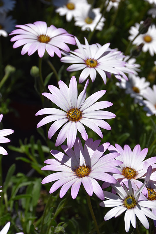 Osteospermum 'Lavender Mist'