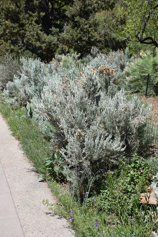 Artemisia tridentata