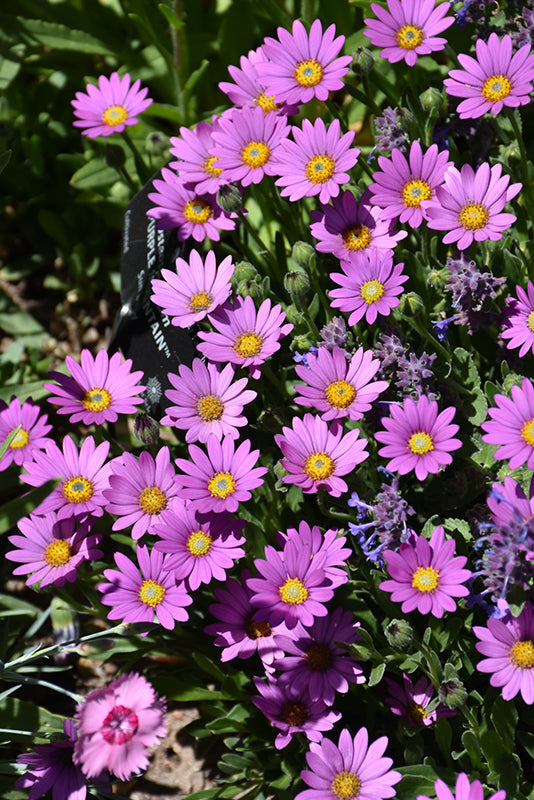 Osteospermum 'Purple Mountain'