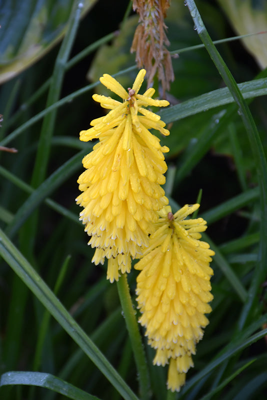 Kniphofia 'Solar Flare'
