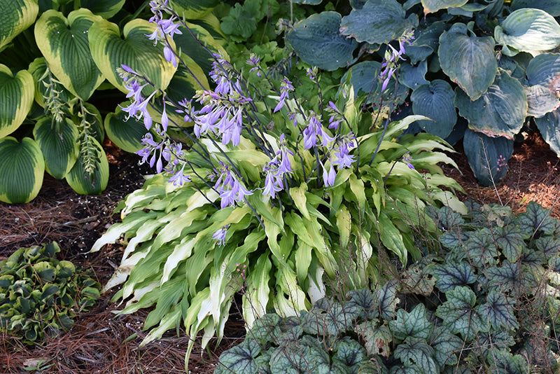 Hosta 'Curly Fries'