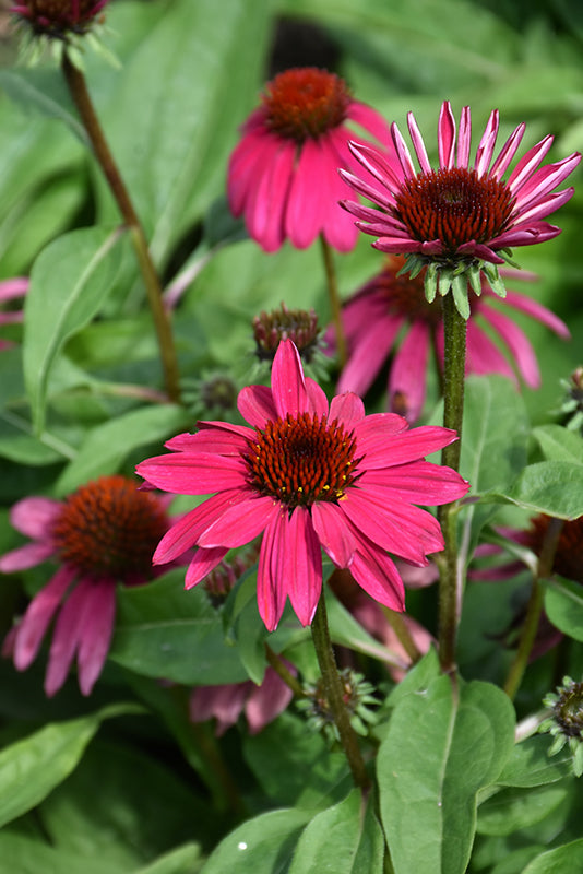 Echinacea Sombrero 'Poco Hot Pink'