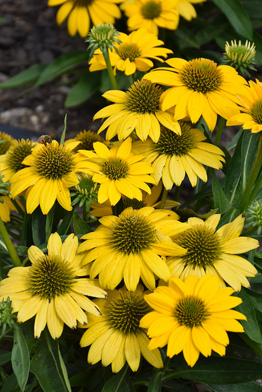 Echinacea Sombrero 'Poco Yellow'