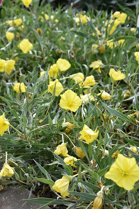 Oenethera 'Evening Sun'