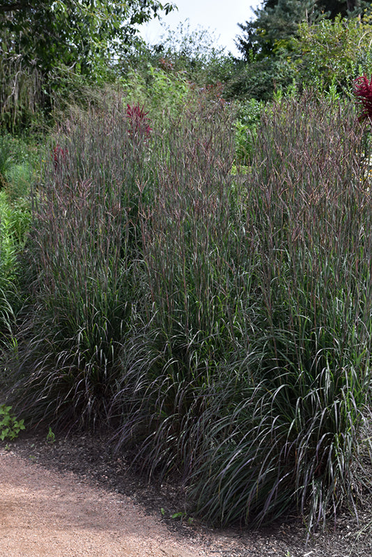 Andropogon gerardii 'Holy Smoke'