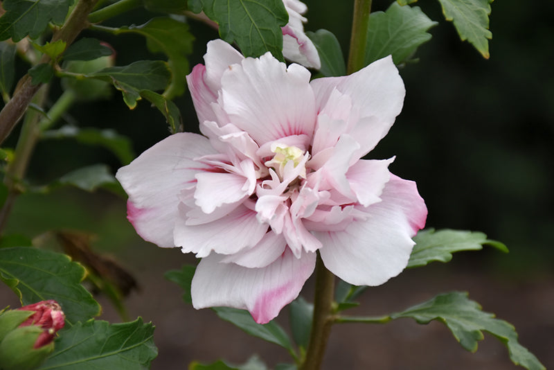 Hibiscus syriacus. 'Lady Stanley