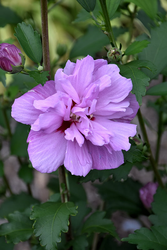 Hibiscus syriacus 'Ardens'
