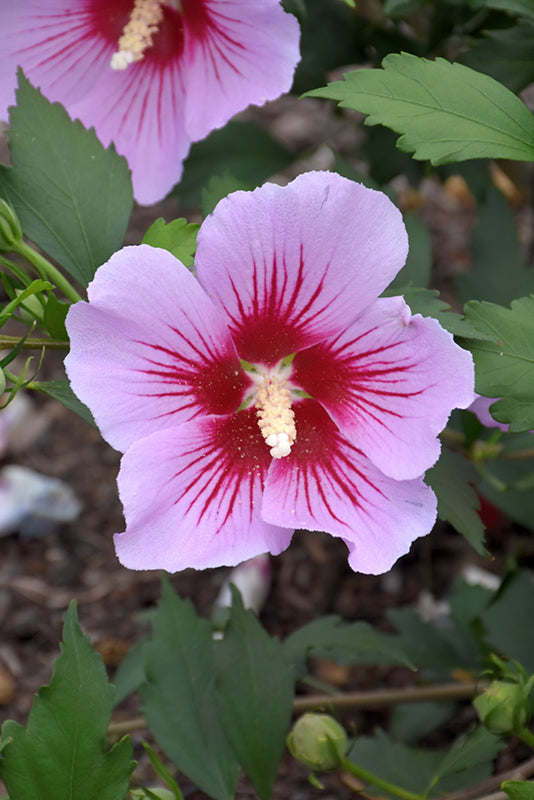Hibiscus 'Orchid Satin'