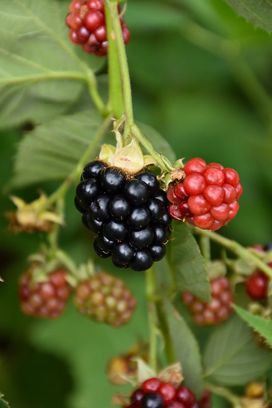 Rubus x hybrida 'Triple Crown'