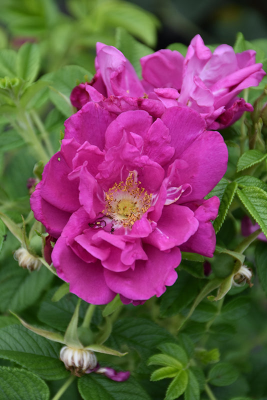 Rosa rugosa 'Purple Pavement'