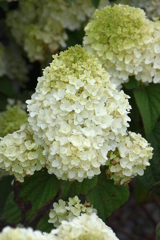 Hydrangea paniculata 'Little Hottie'