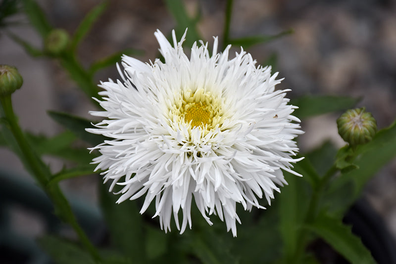 Leucanthejmum x superbum 'Sante'
