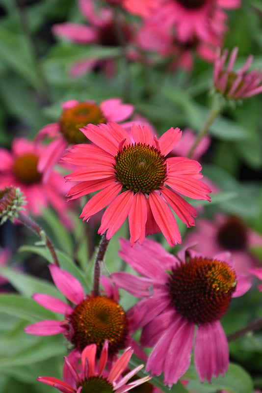 Echinacea 'Glowing Dream'