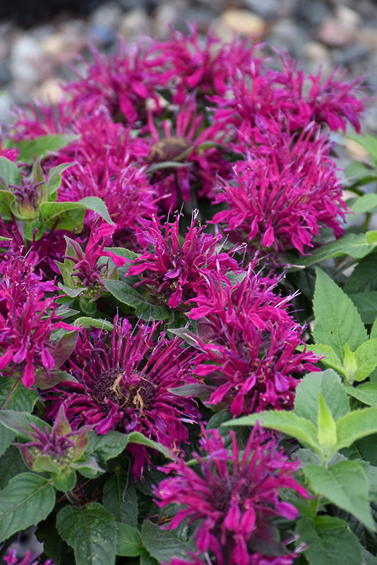 Monarda didyma 'Balmy Purple'