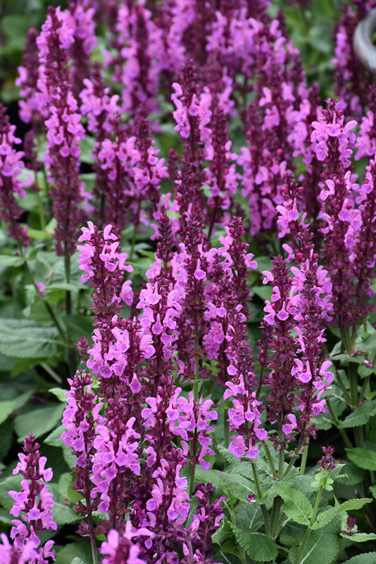 Salvia nemorosa 'Rose Marvel'