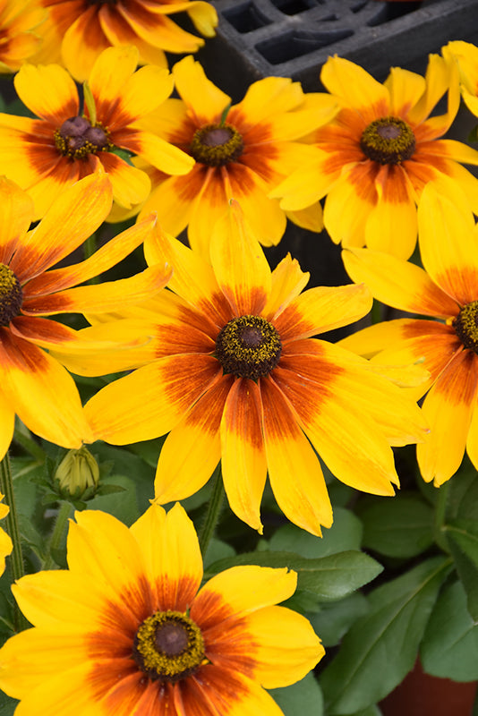 Rudbeckia sunbeckia 'Luna'