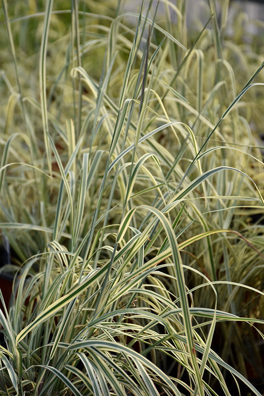Schizachyrium scoparium 'Shining Star'