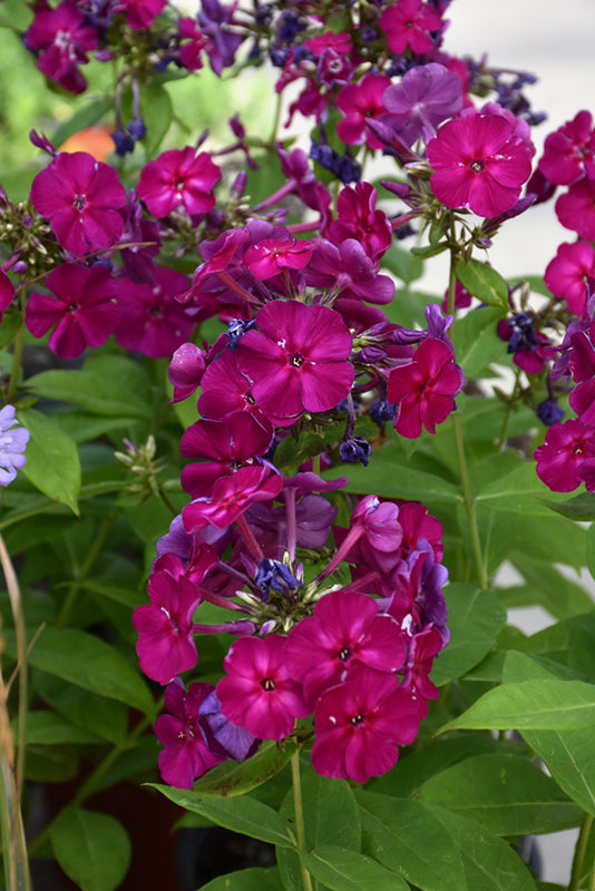 Phlox paniculata ' Flame Pro Cerise'