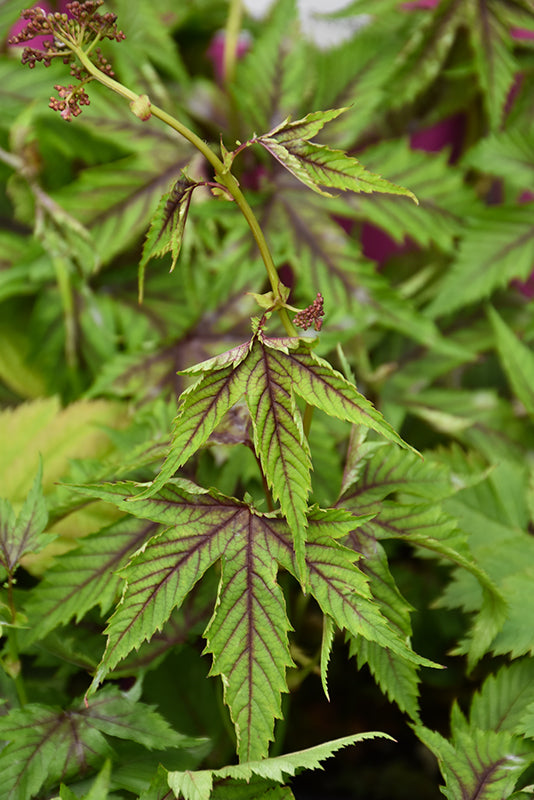 Filipendula 'Red Umbrellas'