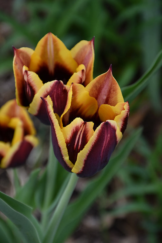 Tulipa 'Gavota Special'