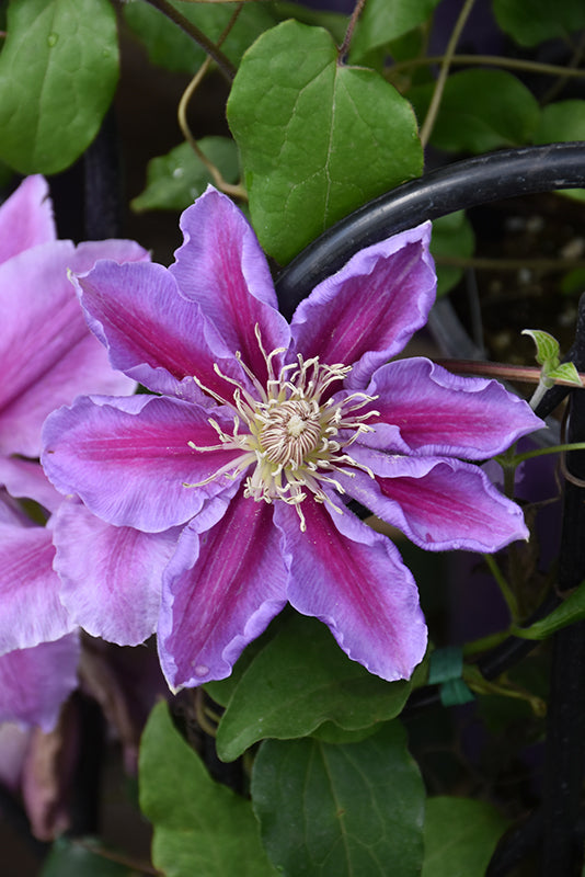 Clematis 'Bees Jubilee'