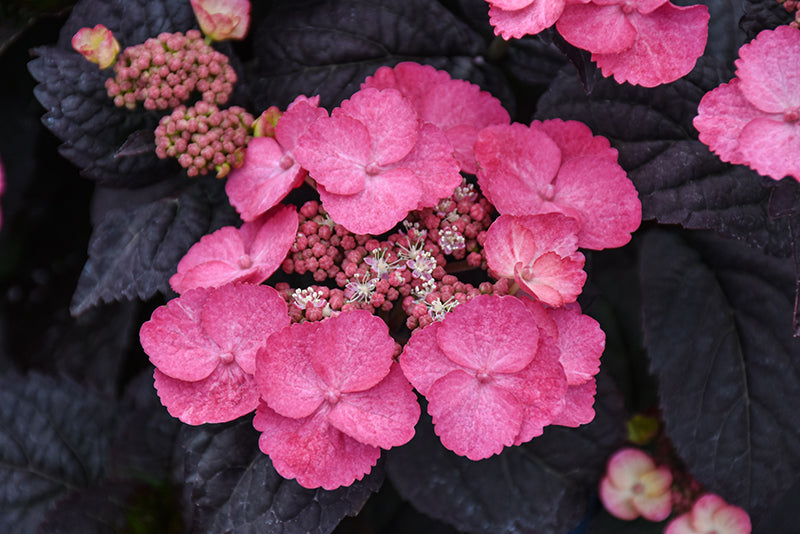 Hydrangea serrata 'Pink Dynamo'