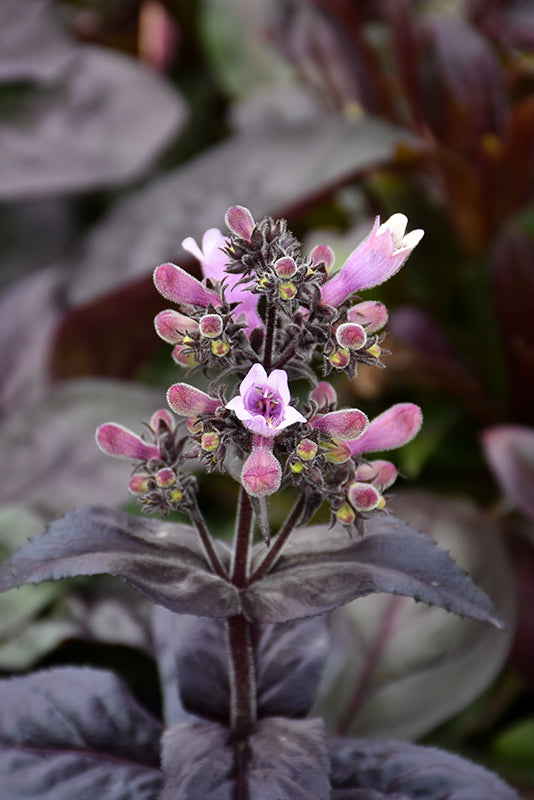 Penstemon' Dakota Burgundy'