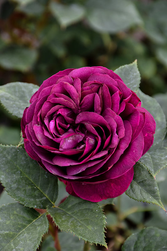 Rosa floribunda 'Celestial Night'