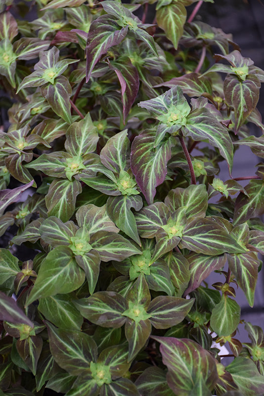 Lysimachia alfredii 'Night Light'