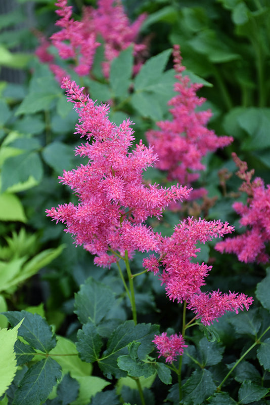 Astilbe x Younique 'Ruby Red'
