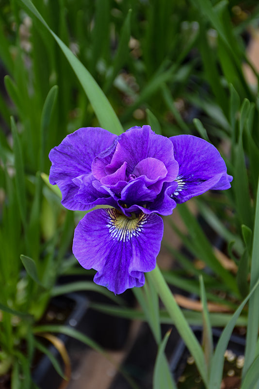 Iris sibirica 'Concord Crush'