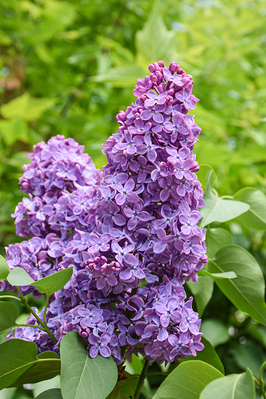 Syringa x hyacinthiflora 'Scentara Pura'