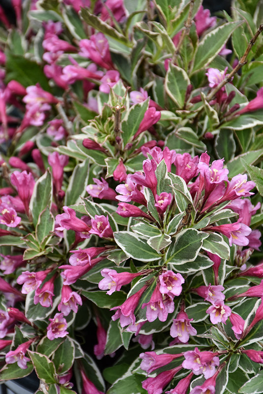 Weigela 'My Monet Purple Effect'