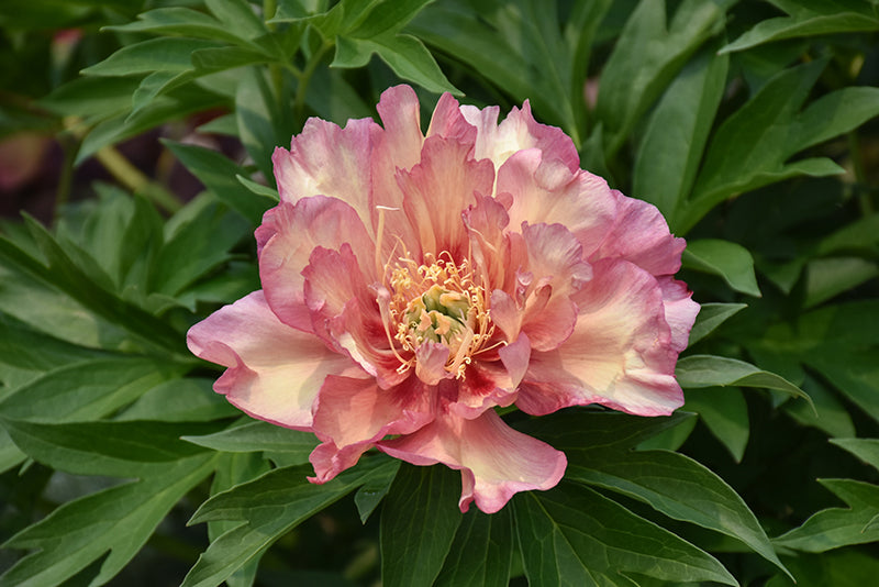 Paeonia itoh 'Julia Rose'