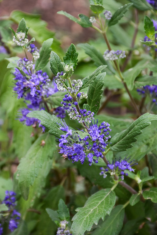 Caryopteris 'Emerald Crest'