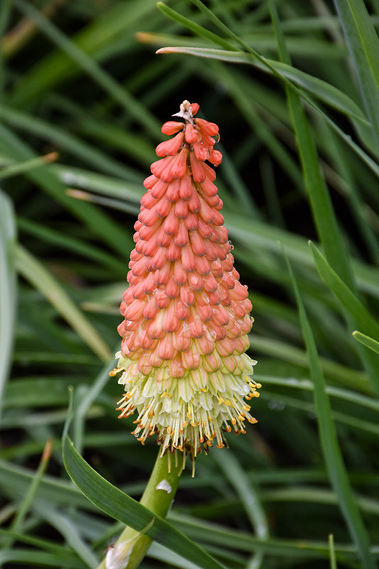 Kniphofia 'Royal Castle' mixture