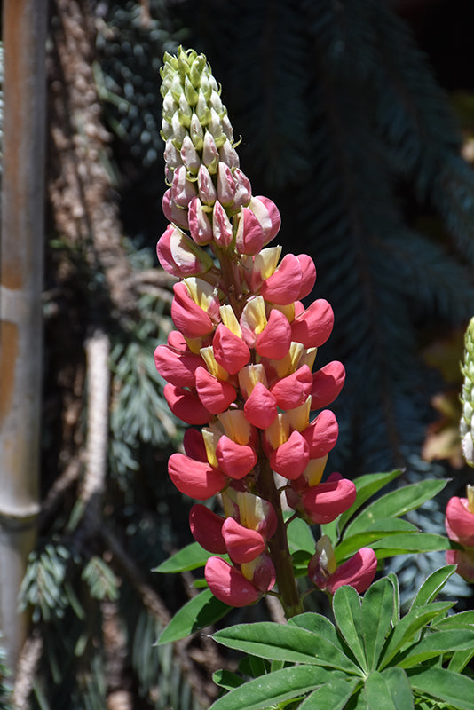 Lupine West Country 'Tequilla Flame'