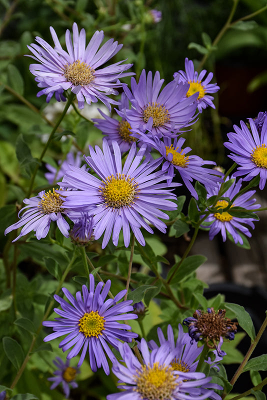 Aster x frikartii 'Monch'
