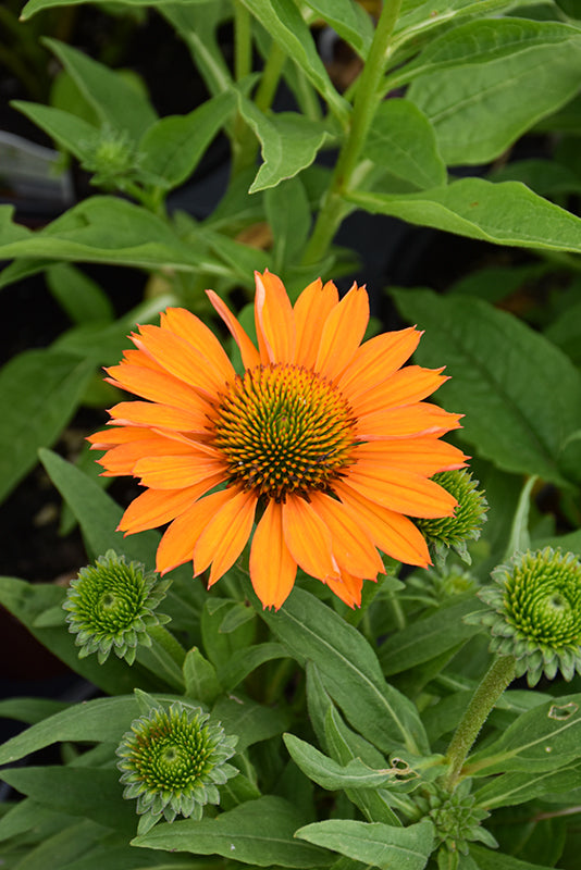 Echinacea Prima 'Saffron'