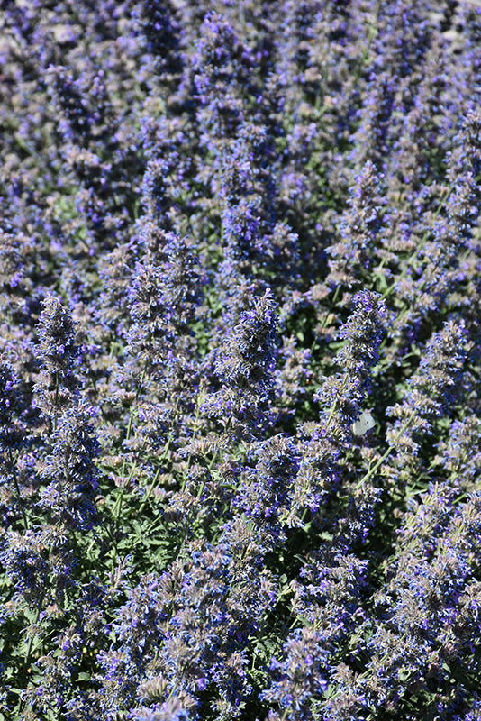 Nepeta 'Walker's Low'