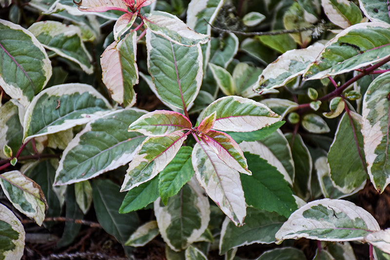 Fuchsia 'Island Sunset'