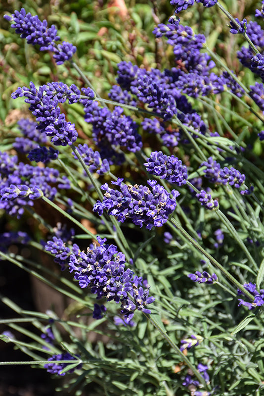 Lavandula 'Vintro Big Blue'