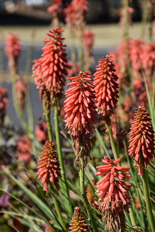 Kniphofia 'Redhot Popsicle'