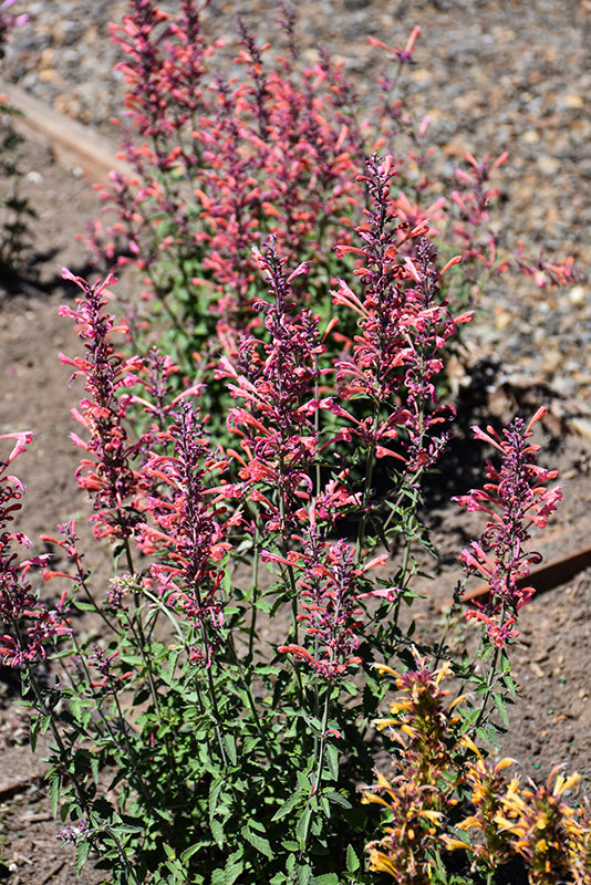 Agastache 'Kudos Ambrosia'