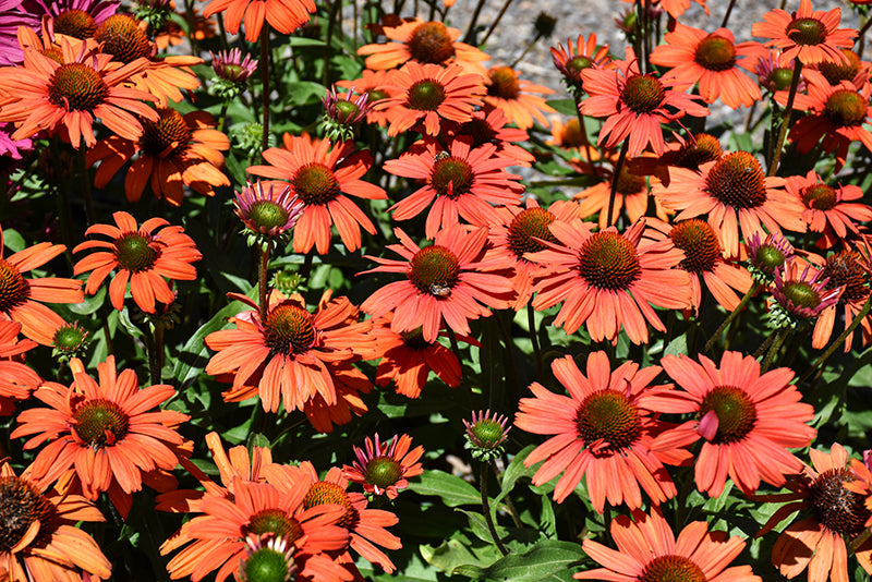 Echinacea 'Kismet Intense Orange'