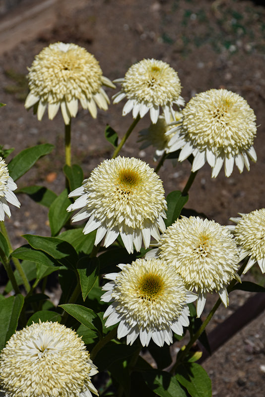 Echinacea 'Cara Mia Sands'