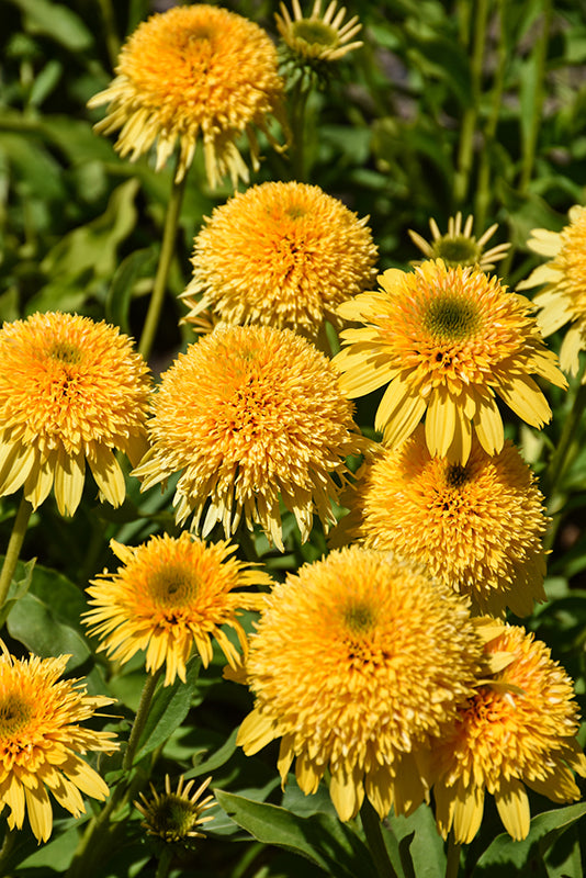 Echinacea 'Cara Mia Yellow'