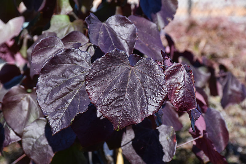 Cercis canadensis 'Black Pearl'