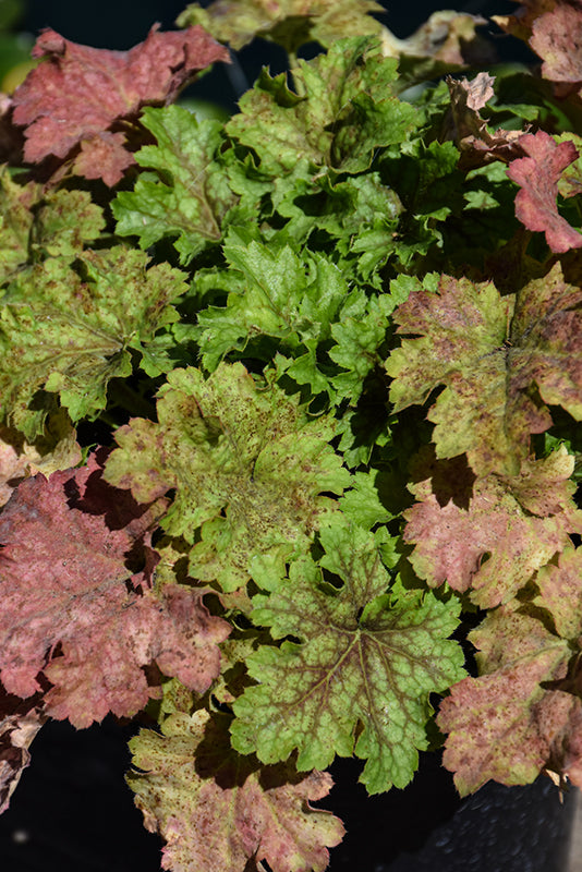 Heuchera 'Splashberry'