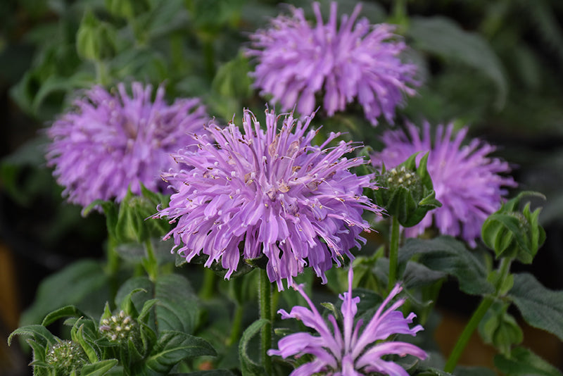 Monarda Sugar Buzz 'Blue Moon'